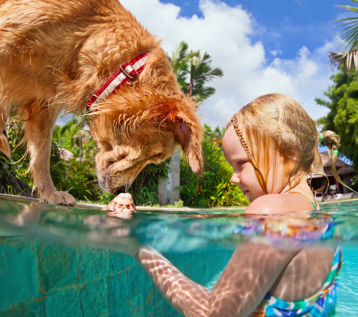 Little,Child,Play,With,Fun,And,Train,Golden,Labrador,Retriever
